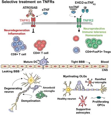 Selective Modulation of TNF–TNFRs Signaling: Insights for Multiple Sclerosis Treatment